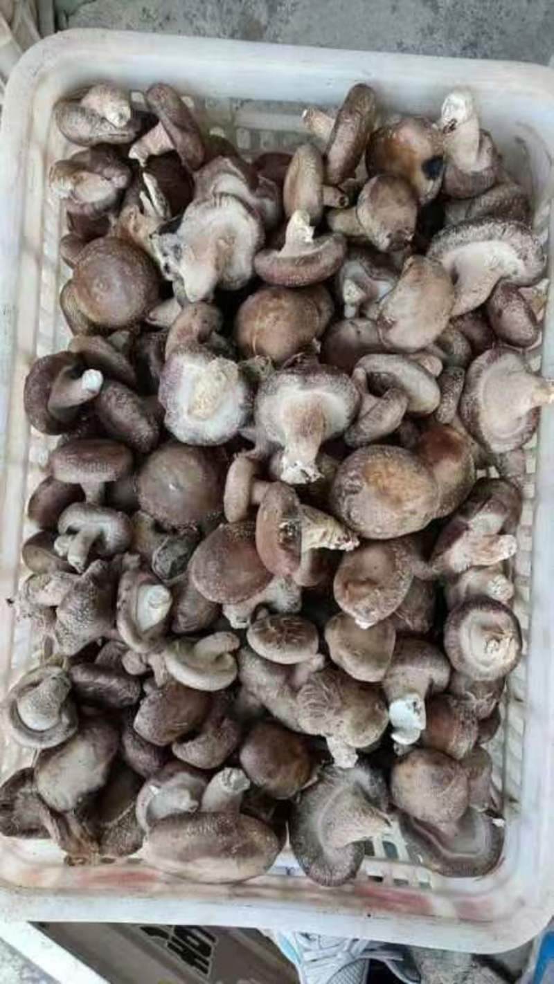 【推荐】平泉0912香菇，价格真实，可视频看货选货，规格齐全