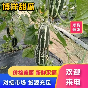 博洋九号甜瓜博阳9砀山万亩基地大量上市了！保证品质