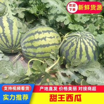 【推荐】安徽西瓜甜王西瓜大量上市产地直供每日报价