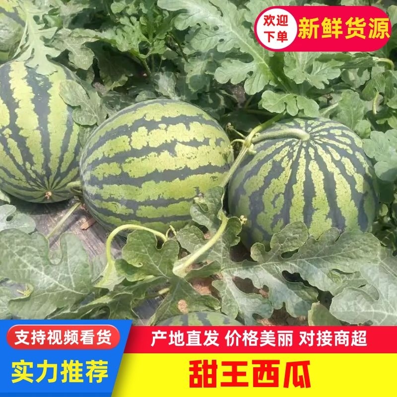 【推荐】安徽西瓜甜王西瓜大量上市产地直供每日报价