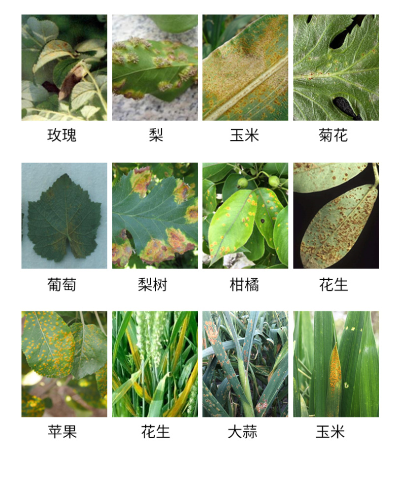 阿逸多微生物菌剂锈立净瓜果树祛锈菌剂叶面肥厂家包邮