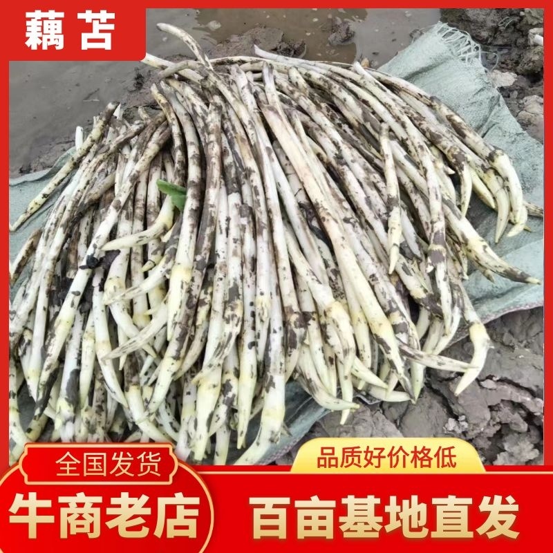 湖北江夏藕苫上市了，欢迎各客商订购！品质保障