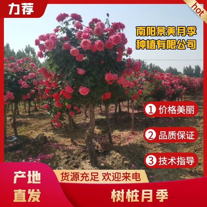 百亩基地树桩月季高杆月季批发树状月季对接绿化工程