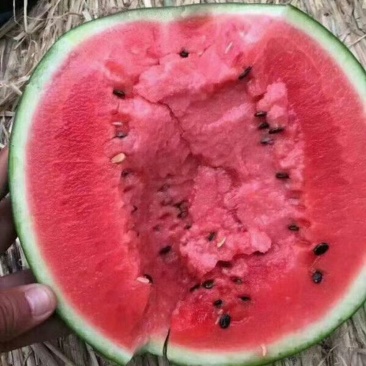 精品甜王,货源充足,支持商超拒绝预售,田头现货直发