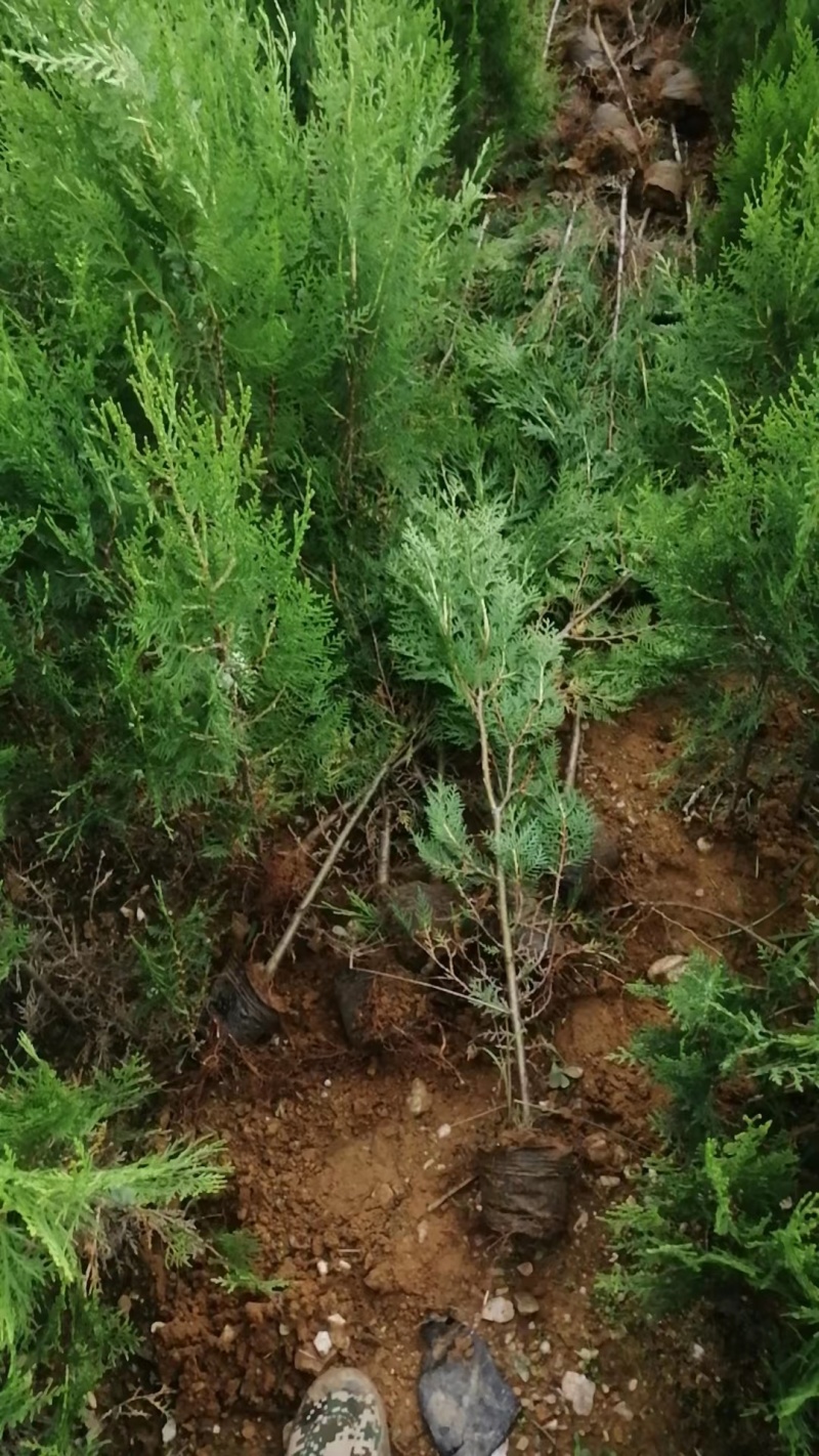 自家种植侧柏规格齐全成功率高欢迎咨询
