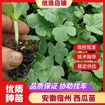 西瓜苗，有现货，实物拍摄，品种齐全，全国发货