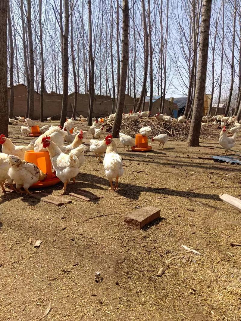 【推荐】山东潍坊散养土鸡，4-5.5斤，供应酒店批发市场