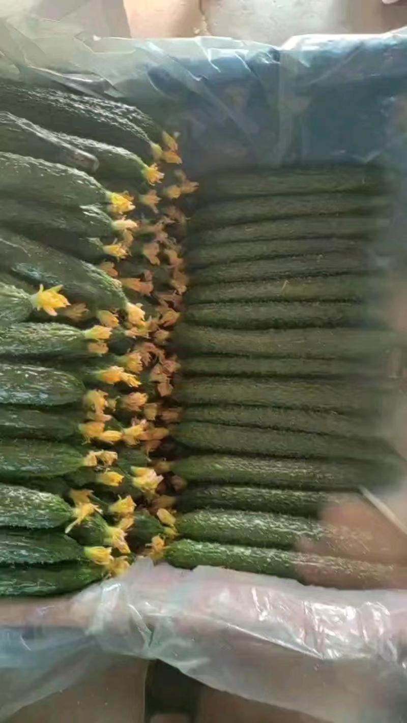 暖棚新秧密刺黄瓜大量上市啦，需要的老板前来洽谈合作。