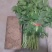 秦薯苗秦薯4号红薯苗秦薯5号苗陕西杨凌种植基地批发