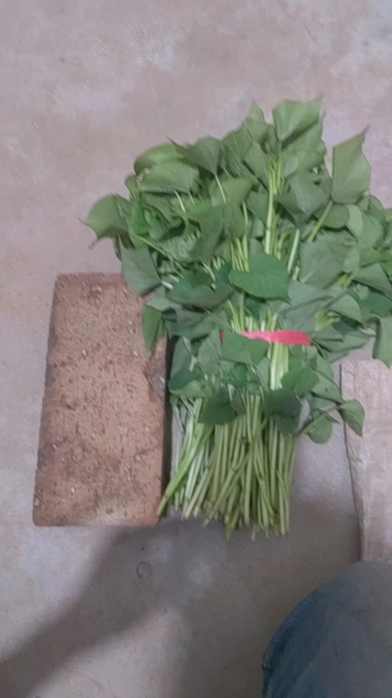 秦薯苗秦薯4号红薯苗秦薯5号苗陕西杨凌种植基地批发