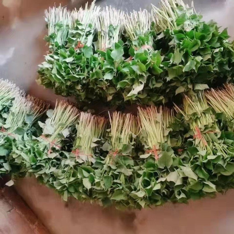 秦薯苗秦薯4号红薯苗秦薯5号苗陕西杨凌种植基地批发