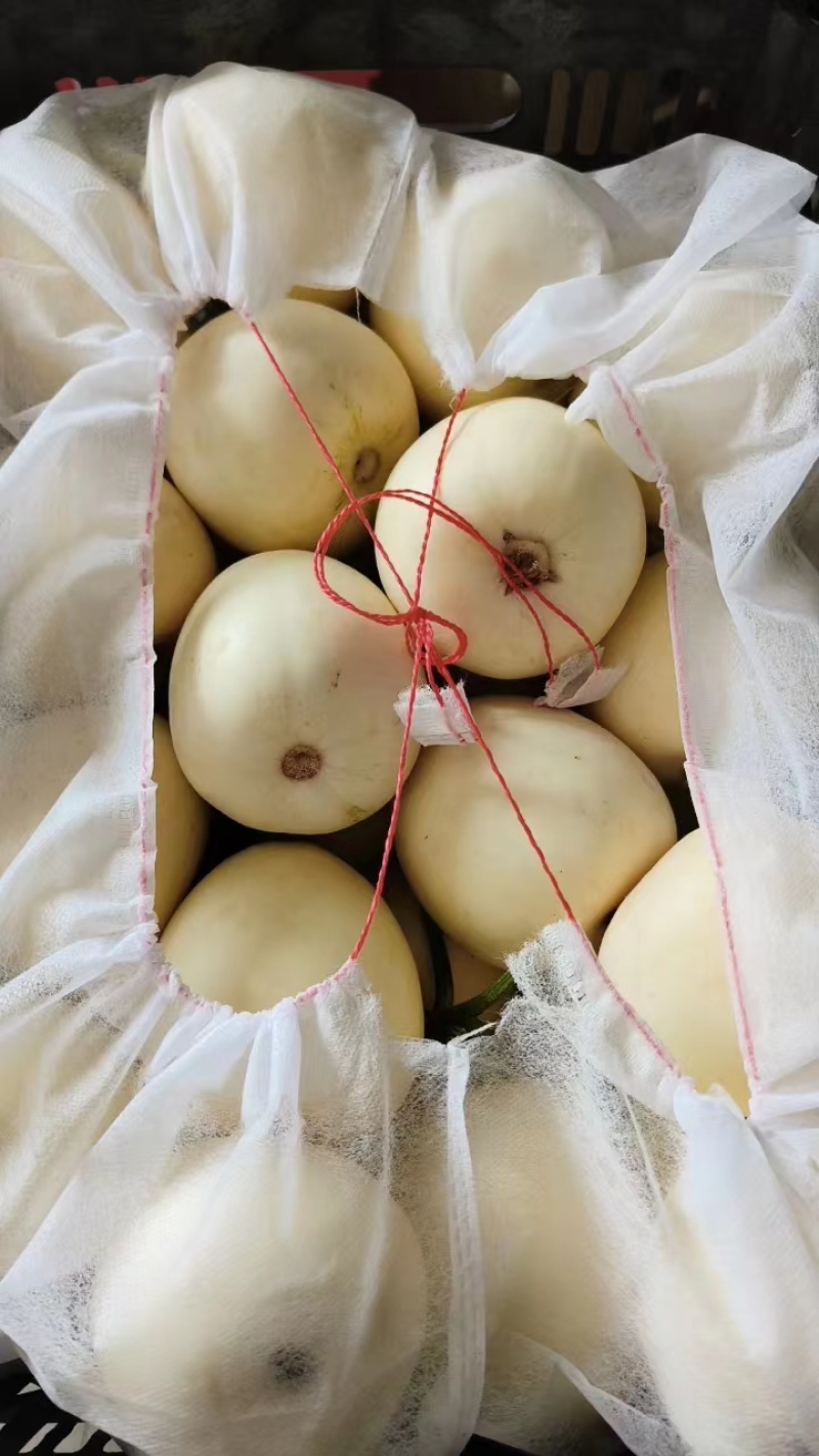 白莎蜜甜瓜砀山白甜瓜冰糖甜瓜现摘现发价格优惠