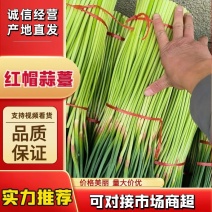 蒜薹河南中牟红帽蒜薹大量供应中品质保障对接全国市场