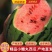 【精品小糖丸】新品上市皮薄汁甜现摘现发全国代发价优