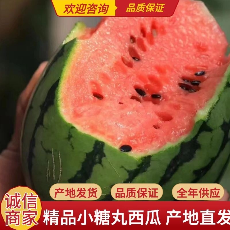 【精品小糖丸】新品上市皮薄汁甜现摘现发全国代发价优