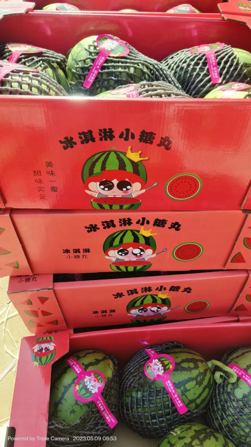 【精品小糖丸】新品上市皮薄汁甜现摘现发全国代发价优