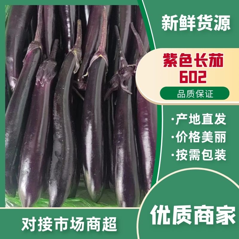 【辽宁暖棚紫库602紫】力人，个头匀称现摘现发价优