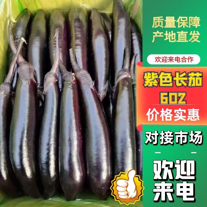 【辽宁暖棚紫库602紫】力人，个头匀称现摘现发价优