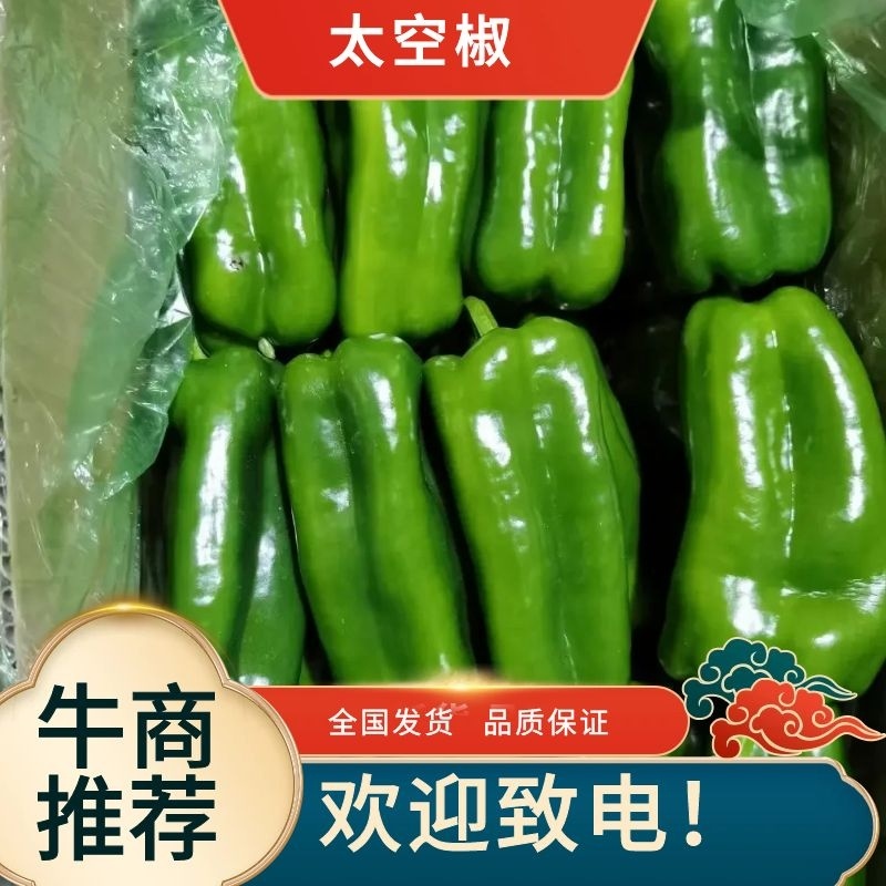 辽宁暖棚太空椒】新品上市现摘现发欢迎各老板前来咨询采购
