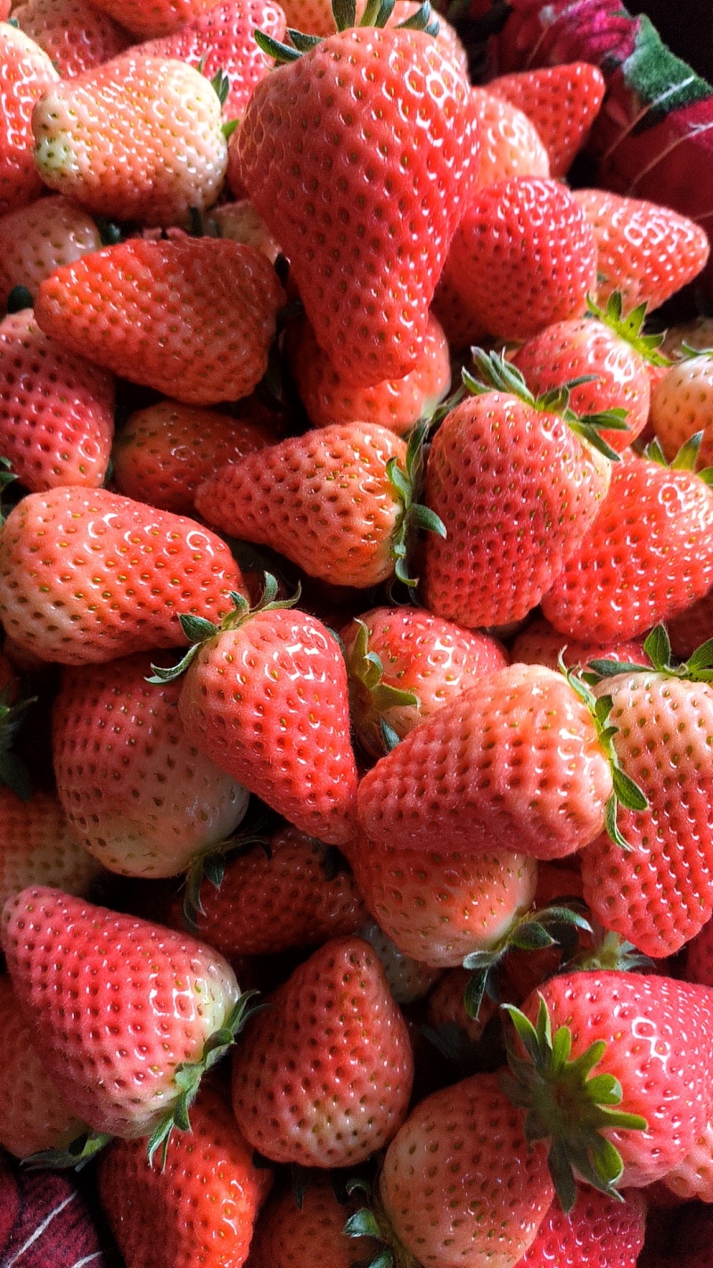 【加工果商品果果汁果速冻果】宁玉草莓大量有货欢迎致电