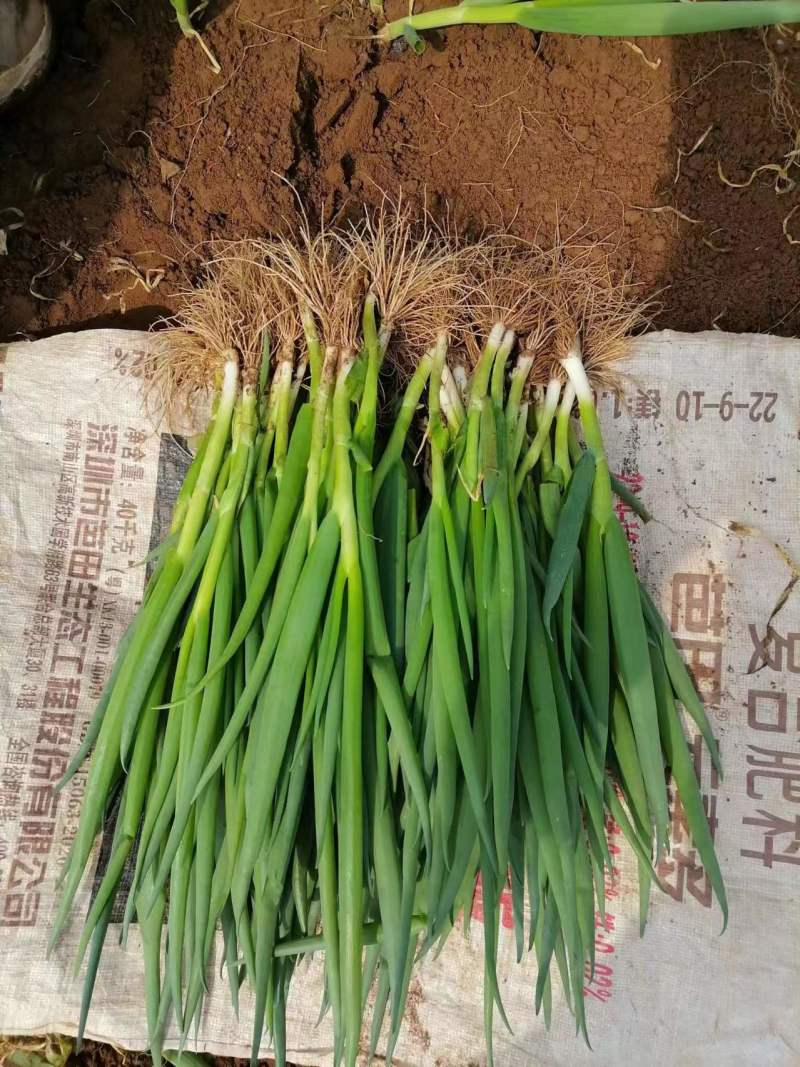 精品小葱，葱苗大量有货，袋装，打捆，割根葱，
