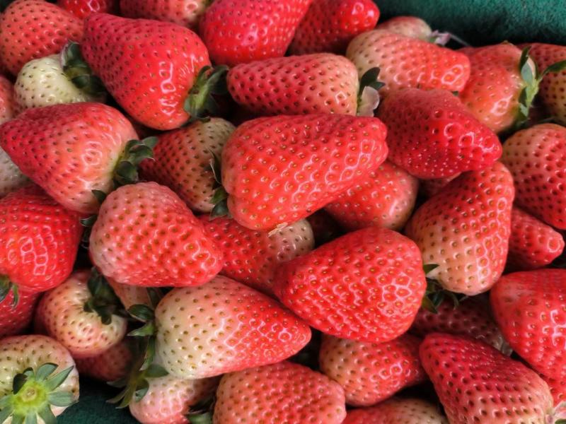【加工果商品果果汁果速冻果】宁玉草莓大量有货欢迎致电