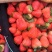 【加工果商品果果汁果速冻果】宁玉草莓大量有货欢迎致电