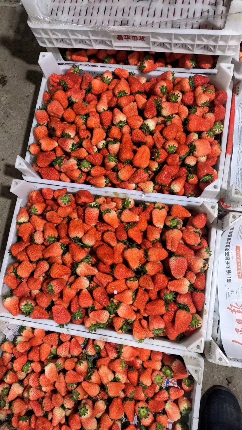 【加工果商品果果汁果速冻果】宁玉草莓大量有货欢迎致电