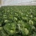 甘蓝原产地直发量大现货现摘青甘蓝包菜圆包菜视频看货