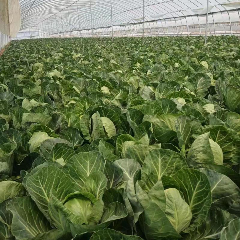 甘蓝原产地直发量大现货现摘青甘蓝包菜圆包菜视频看货