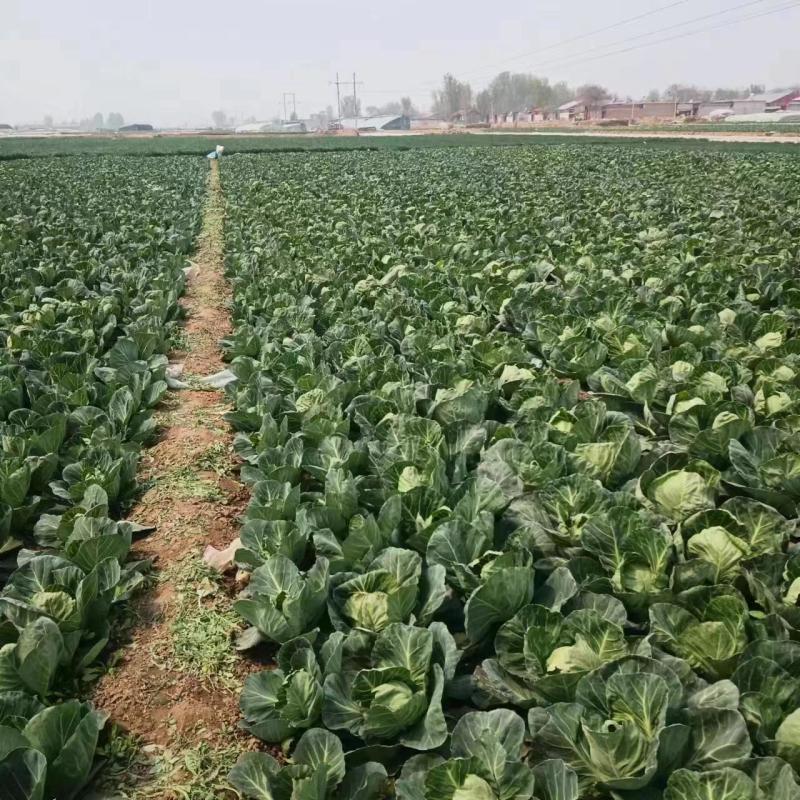 甘蓝原产地直发量大现货现摘青甘蓝包菜圆包菜视频看货