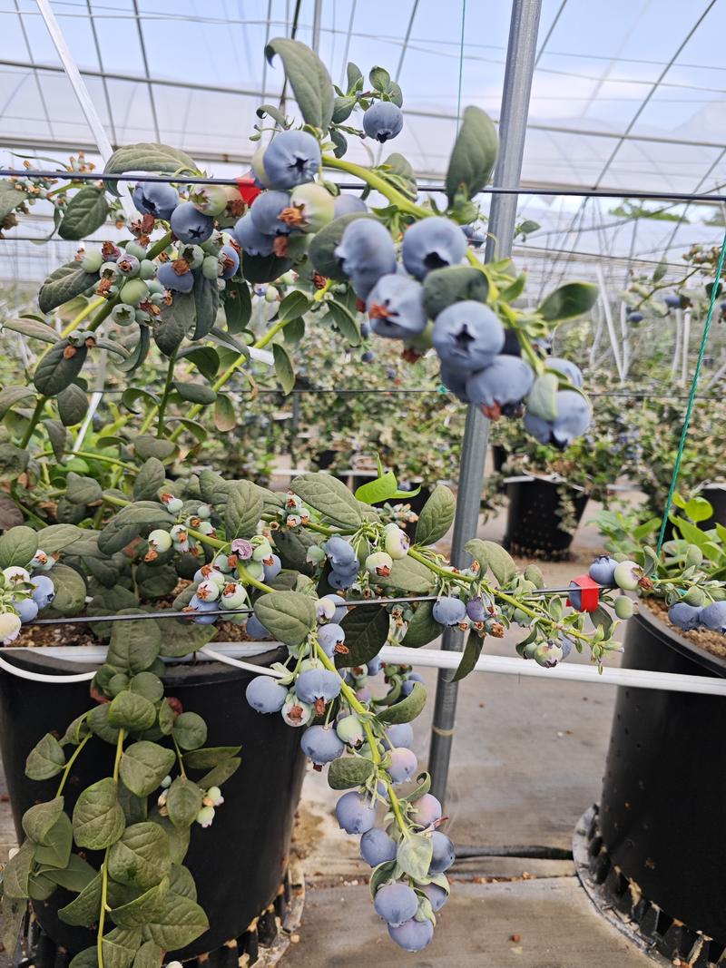 四川凉山瑞卡、L11蓝莓，基地种植，大量有货，欢迎咨询