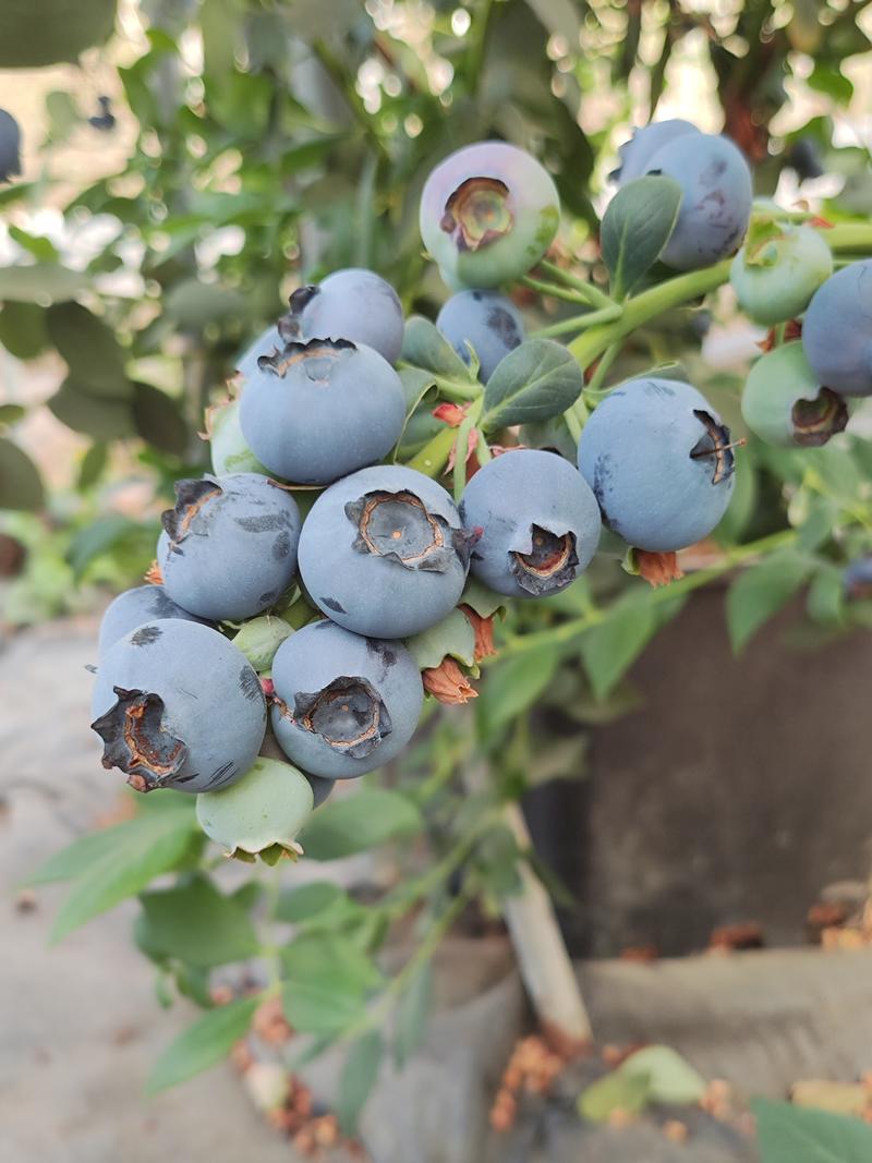 四川凉山瑞卡、L11蓝莓，基地种植，大量有货，欢迎咨询