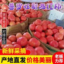 安徽精品普罗旺斯西红柿，基地一手货源，价格便宜，品质有保障