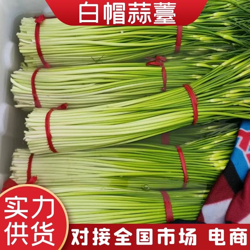 【蒜薹】江苏白帽蒜薹产地直发品质保证提供一条龙服务