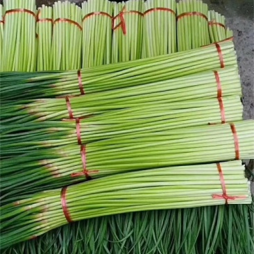 【实力】开封精品红帽蒜薹大量上市中保质保量价优可看货欢迎