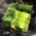 【实力】开封精品红帽蒜薹大量上市中保质保量价优可看货欢迎