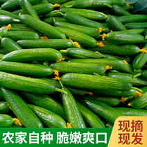 山东潍坊农家水果小黄瓜鲜嫩多汁爽口健康新鲜绿色