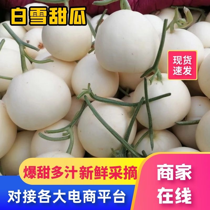 白莎蜜甜瓜砀山白甜瓜冰糖甜瓜现摘现发价格优惠