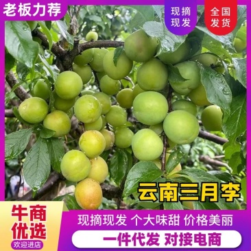 云南三月李，现货一件代发1斤2斤3斤5斤孕妇必备，酸脆爽
