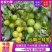 云南三月李，现货一件代发1斤2斤3斤5斤孕妇必备，酸脆爽