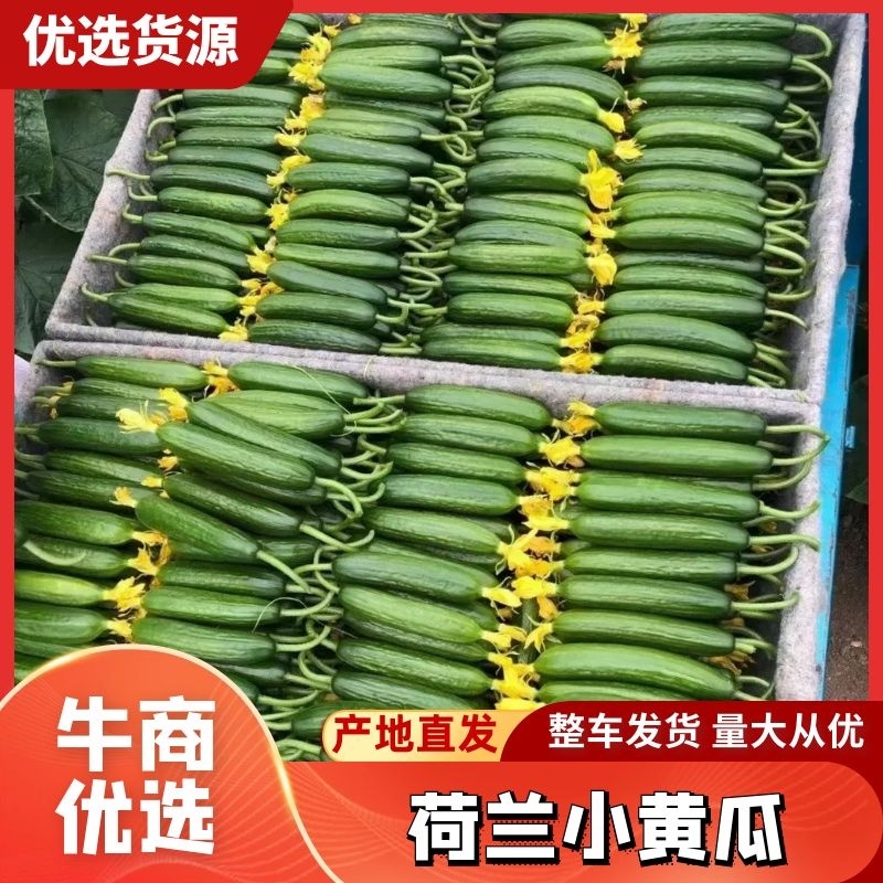荷兰小黄瓜水果黄瓜/基地直供/品质保障/量大优惠全国发货