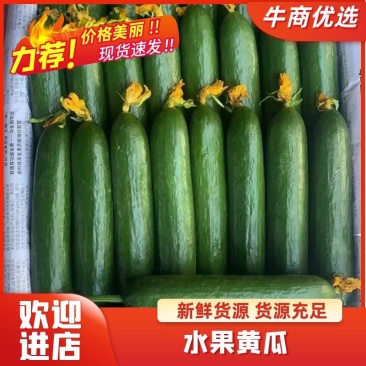 水果黄瓜小黄瓜现摘现发/保质保量/产地直供/承接市场商超