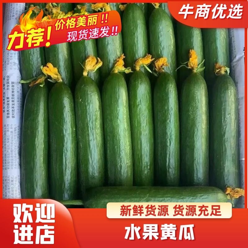 水果黄瓜小黄瓜现摘现发/保质保量/产地直供/承接市场商超