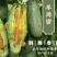 羊角蜜、对接网红带货、支持一代发、多多仓、商超、社区团购