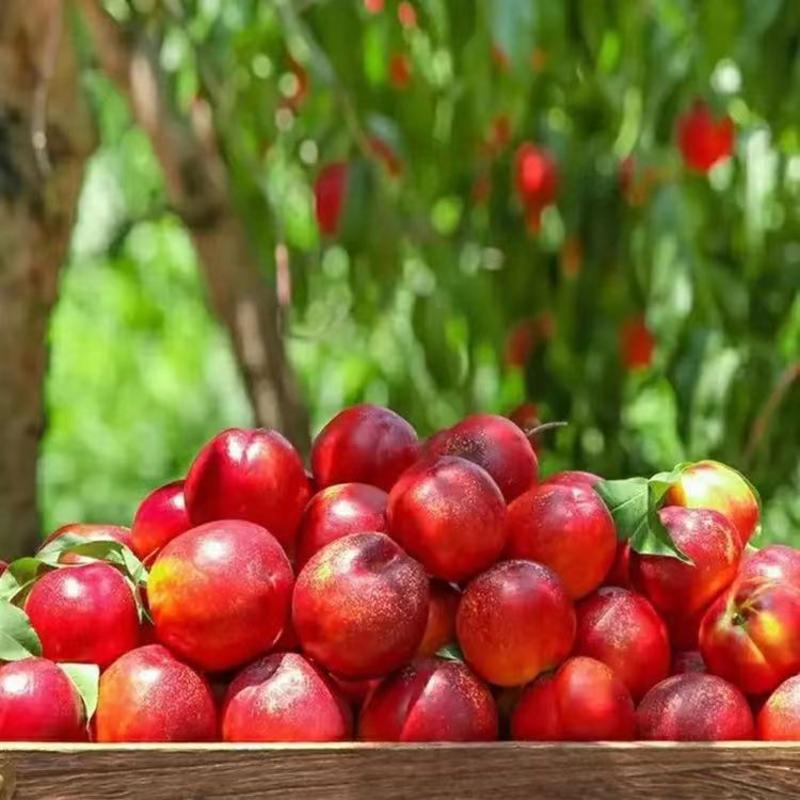 【优选】山东油桃品种齐全口感脆甜货发全国