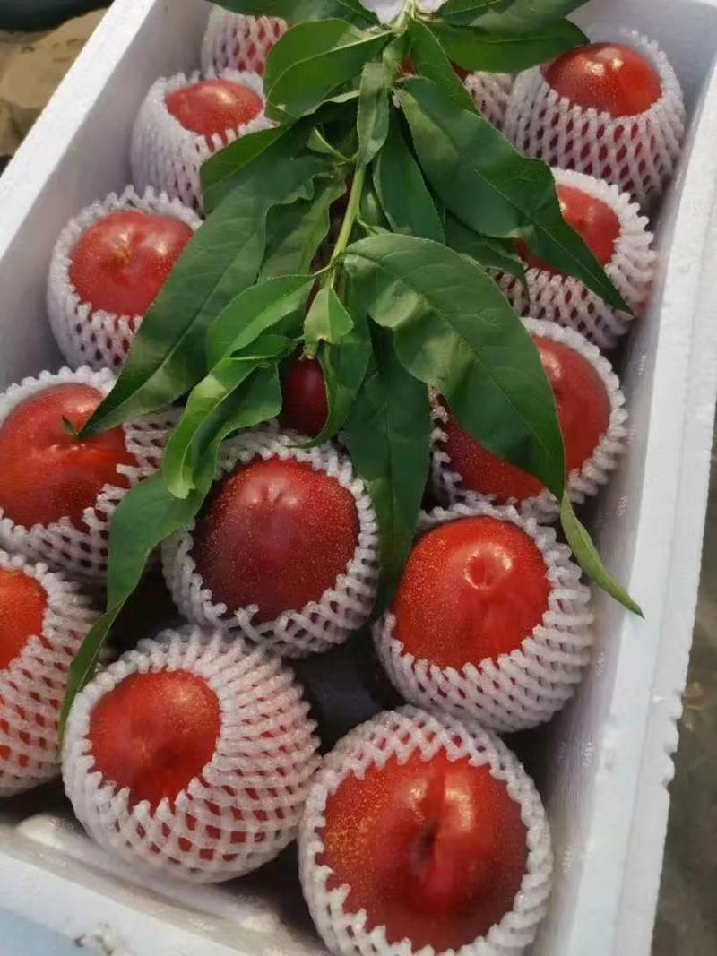 【优选】山东油桃品种齐全口感脆甜货发全国