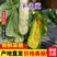 【热卖推荐】山东莘县精品羊角蜜甜瓜大量有货欢迎订购