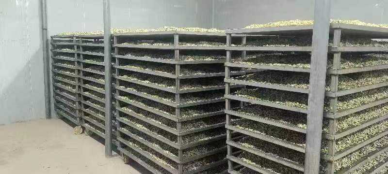 【量大优惠】槐花大量上市中一手货源价格优惠可发全国客商