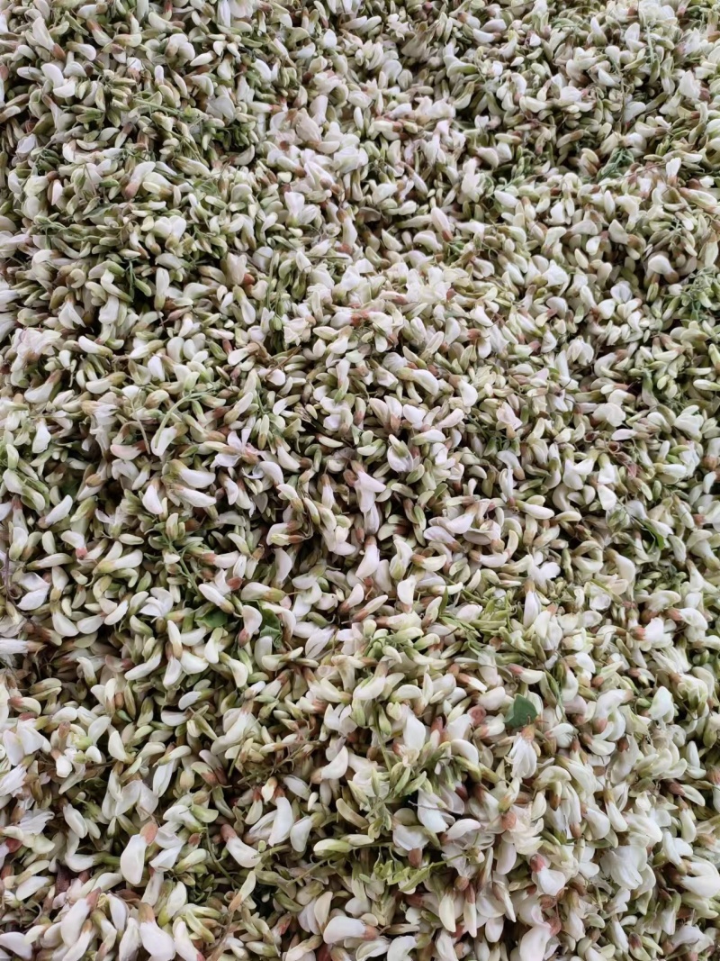 【量大优惠】槐花大量上市中一手货源价格优惠可发全国客商